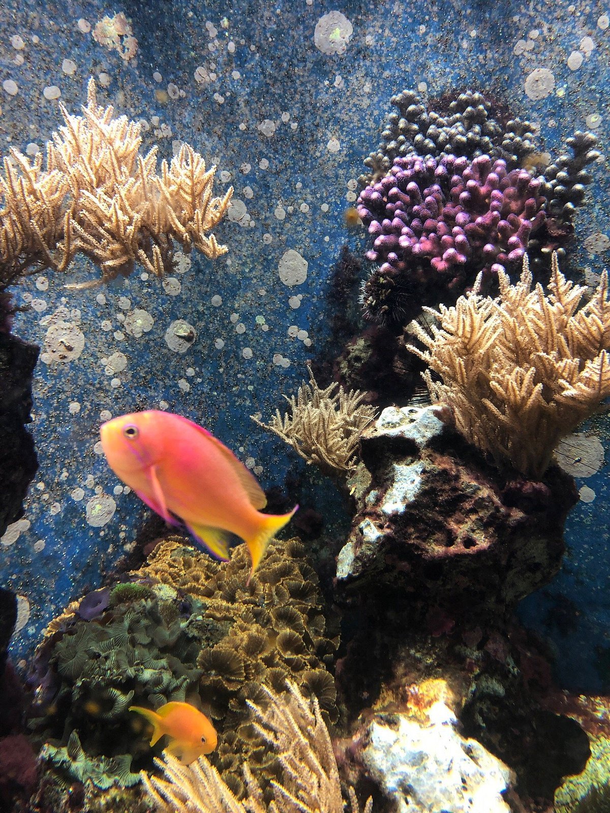 🐟 아쿠아주 뢰베커 박물관 (아쿠아초 뢰베커 무제움)